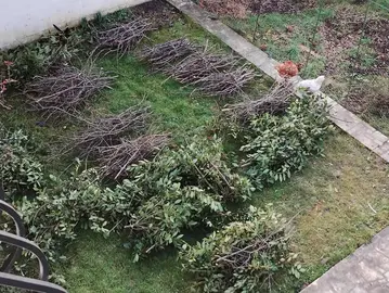 Bois de Prunier et Laurier (Chauffage)