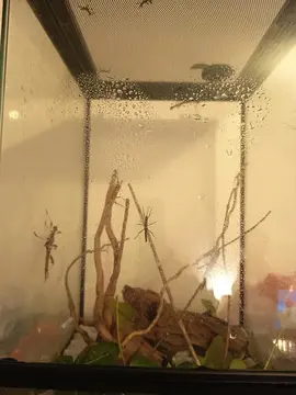 don BÉBÉS phasmes Sungaya