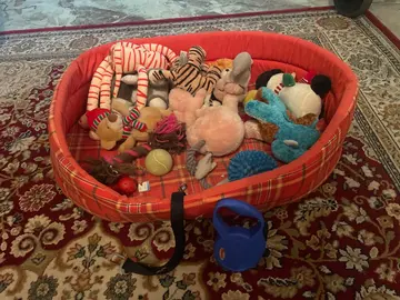 niche pour petit chien