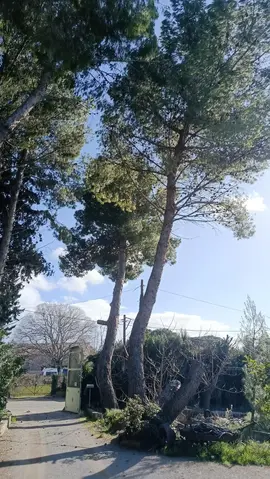 donne bois de pin d'alep a couper sur place