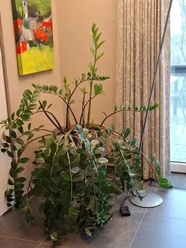 plante verte intérieur