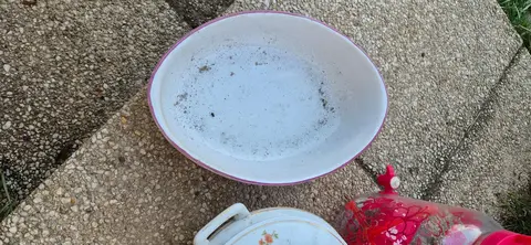 Plat qui passe au four.