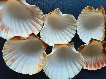 coquilles st jacques