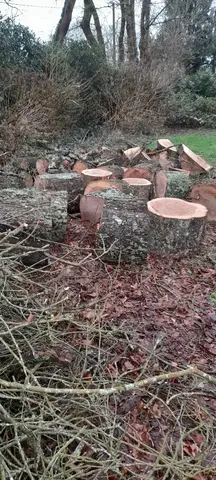 donne bois de châtaignier