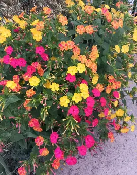 Graines de "Belle de Nuit"