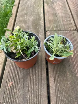 plants de corbeille d’argent