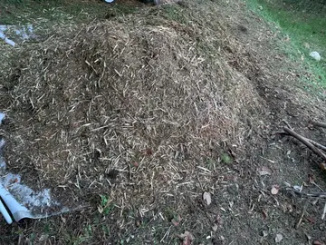 broyât de bois à 60 % de cyprès