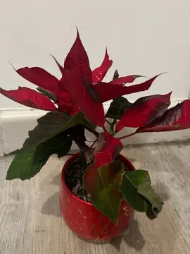 Poinsettia