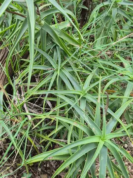 diverses plantes grasses