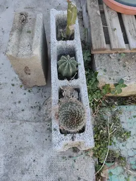 cactus