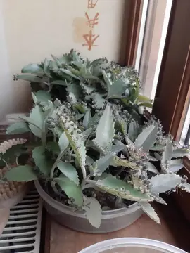 Plants de Kalanchoe Degraimontiana