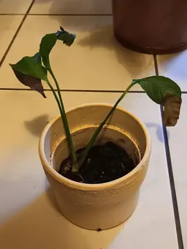 Donne petite plante verte contre bons soins