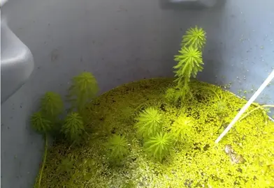 MYRIOPHYLLUM aquaticum (plante aquatique)