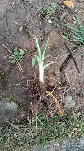 hémérocalle double