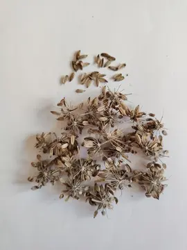 Graines de fenouil