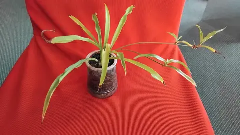Plante araignée
