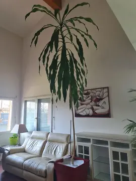 Plantes famille Dracaena marginata