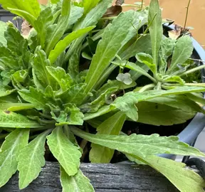 Plante verte + pot plastique