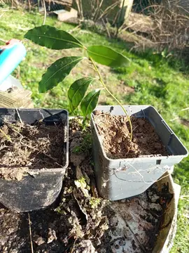 plant de laurier sauce