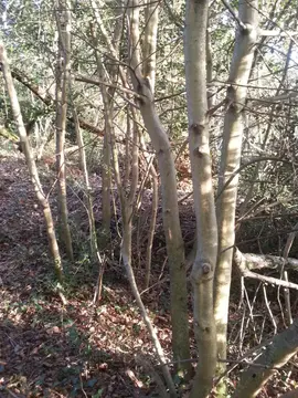 bois de houx pour réaliser des objets