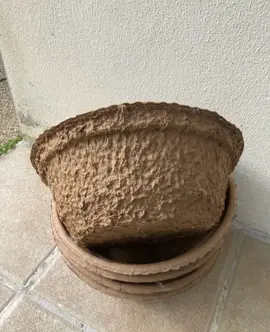 coupe biodégradable