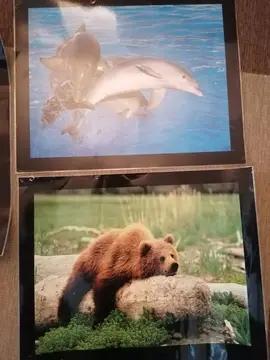 3 affiches animaux