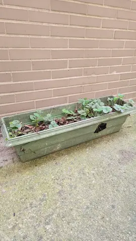 Jardinière avec fraisiers