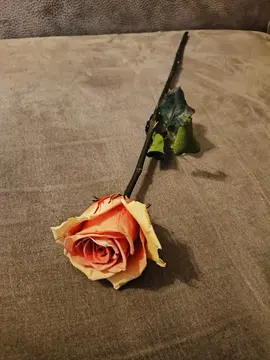 Rose éternelle blanc/rose