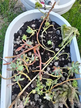 bouture de plantes grasses