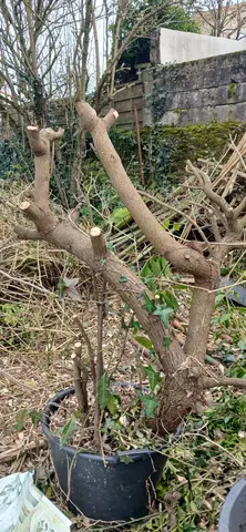 pied de laurier sauce