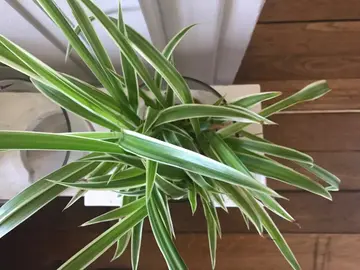 bouture plante intérieur