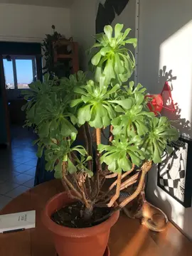 Plante extérieur / Aéonium en arbre