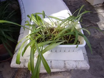 Plusieurs boutures de plantes vertes d'intérieur à repiquer (annonce n°1)