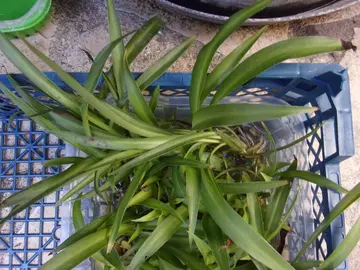 Plusieurs boutures de plantes vertes d'intérieur à repiquer (annonce n°2)