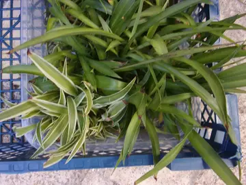 Plusieurs boutures de plantes vertes d'intérieur à repiquer (annonce n°3)