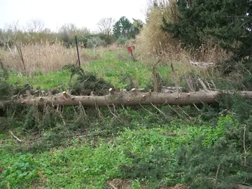 sculpteur, totem, cypres