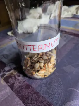 graines de butternut ( 10 environ)