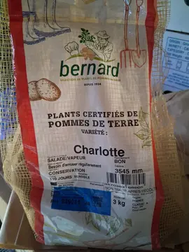 plants de pommes de terre