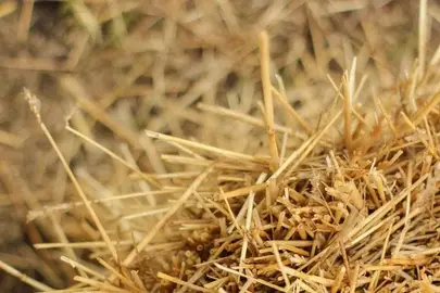 Donne paille en fumier idéal permaculture