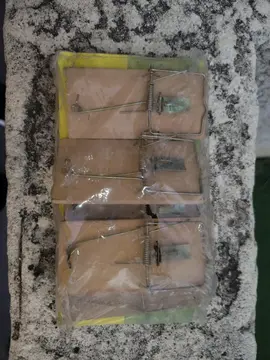 Tapette à souris lot de 5