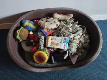 Lot de jouets pour chien + caisse