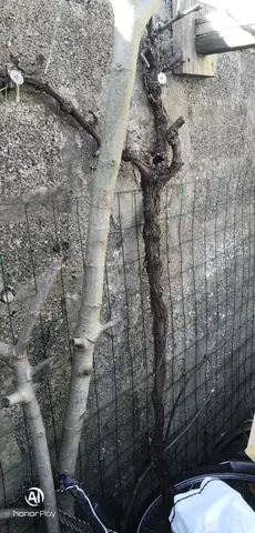 Pied de vigne H 1,90m Raisins rouges