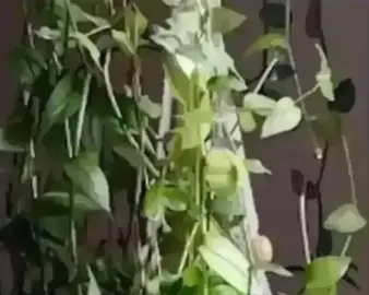 boutures de plante misere Tradescantia