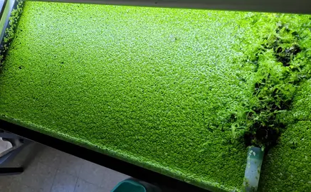 Lentilles et mousse aquarium