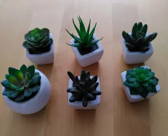 Plantes succulentes artificielles