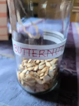 graines de butternut ( une dizaine)