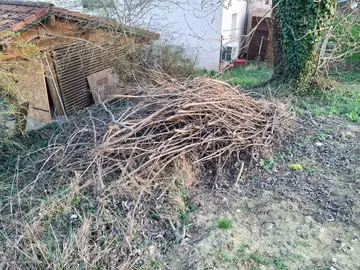 branchages de frêne