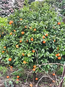 bigarade pour confiture