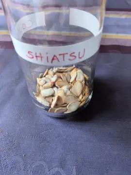 10 graines de courge shiatsu