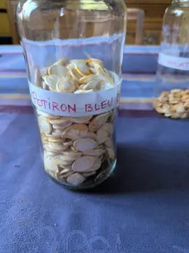 dix graines potiron bleu de Hongrie